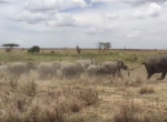 Слоны, защищая детёнышей, устроили погоню за львами в Танзании - видео