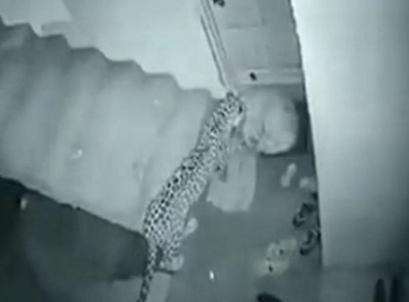 Терпеливый леопард утащил собаку, спящую у порога жилища в Индии ▶