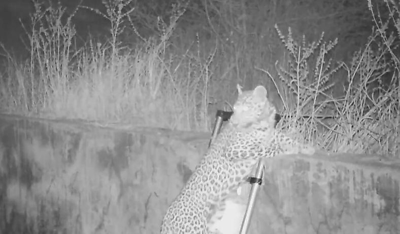 Двоих леопардов, упавших в колодец, спасли в Индии ▶