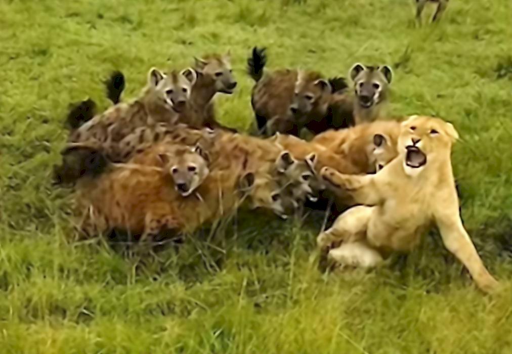 Гиены напали на львиц на глазах у туристов в Кении