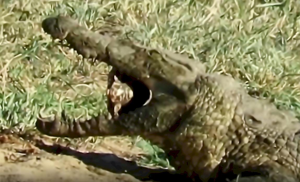 Крокодил лишился зуба и тщетно пытался раскусить панцирь черепахи в ЮАР