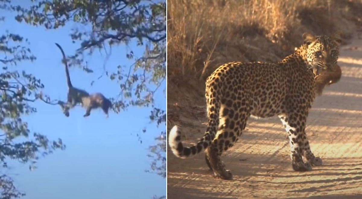 Леопард, преследуя белку, спрыгнул с верхушки дерева на землю и удивил туристов