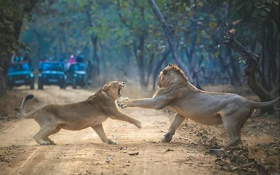 Львица устроила мордобой своему ухажёру на глазах у туристов в Индии
