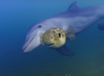 Любопытные дельфины изучили рыбу и черепаху, шпионивших за ними ▶
