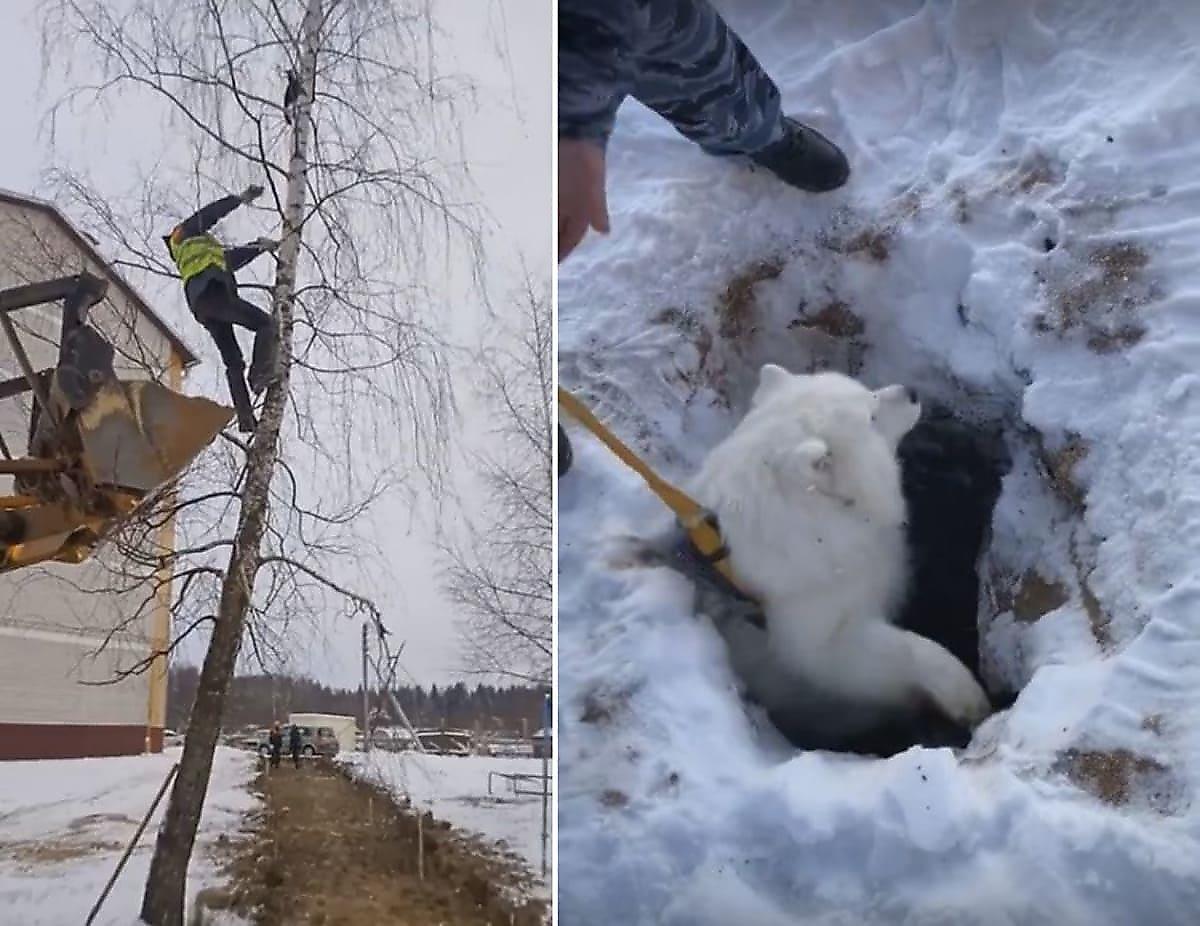 Очевидцы сняли спасение пса, упавшего в яму и кошки, застрявшей на дереве