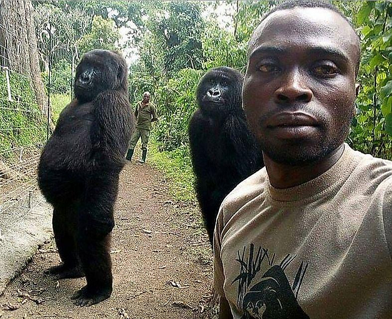 Работники заповедника в Конго сделали семейное селфи с гориллами