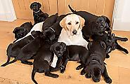Светлая собака произвела на свет 13 чёрных щенков
