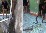 Спасатель поймал трёх змей, застрявших в водосточной трубе