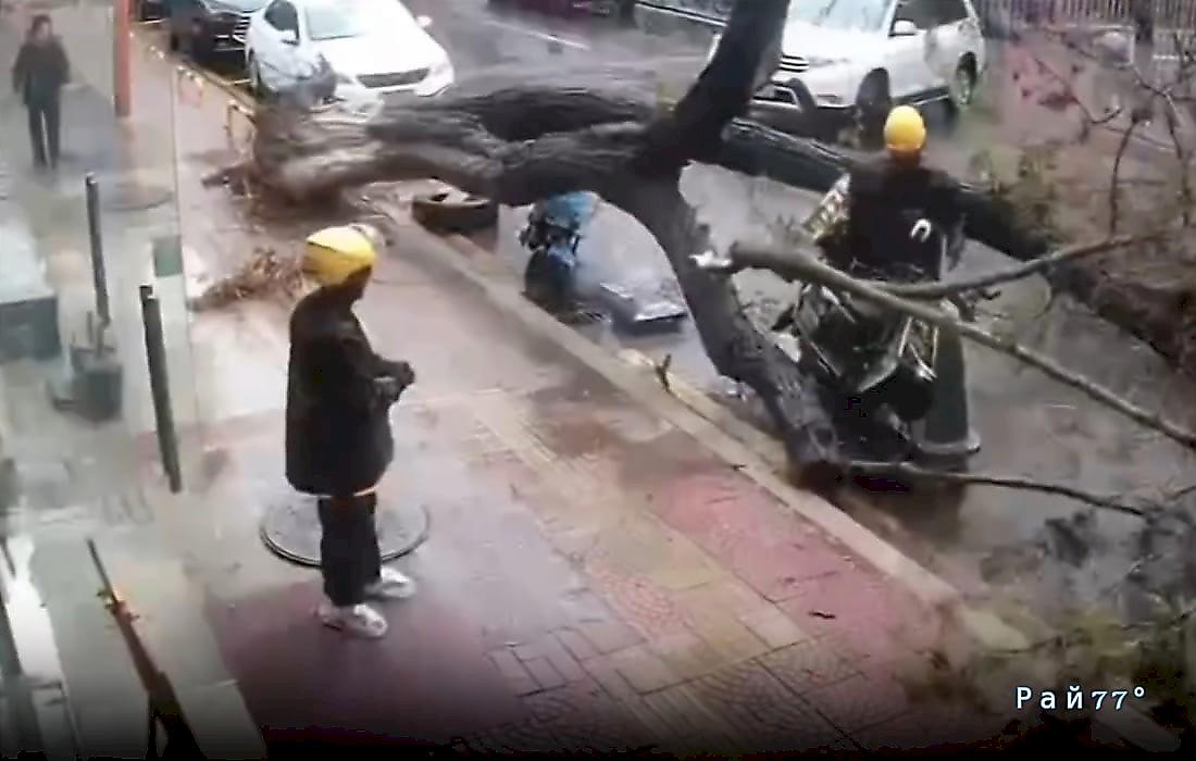 Упавшее дерево чудом разминулось с мотокурьерами в КНР