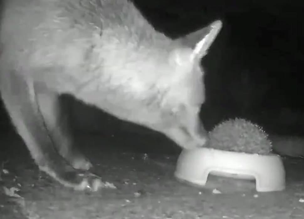 Лисица выкинула ежа из своей миски и попала на видео в саду Британии