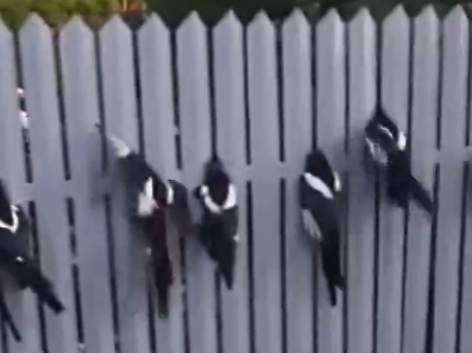 Юный любитель дикой природы снял спасение десятков птиц, застрявших в его заборе