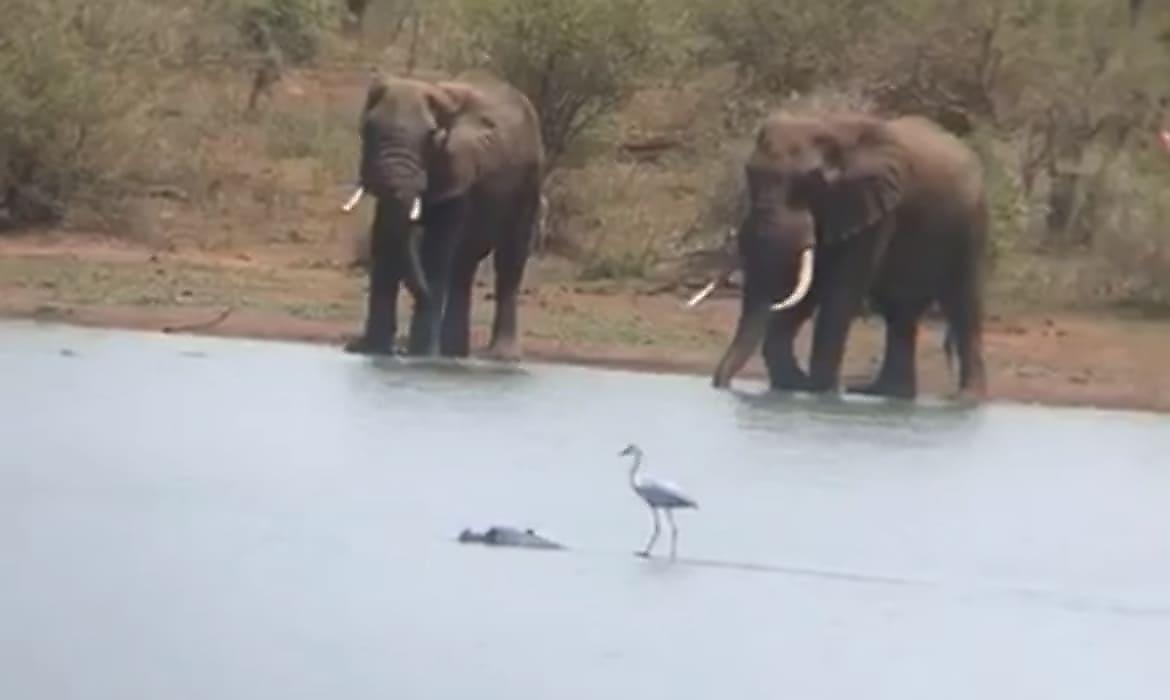 Цапля «прокатилась» на бегемоте и удивила утоляющих жажду слонов - видео