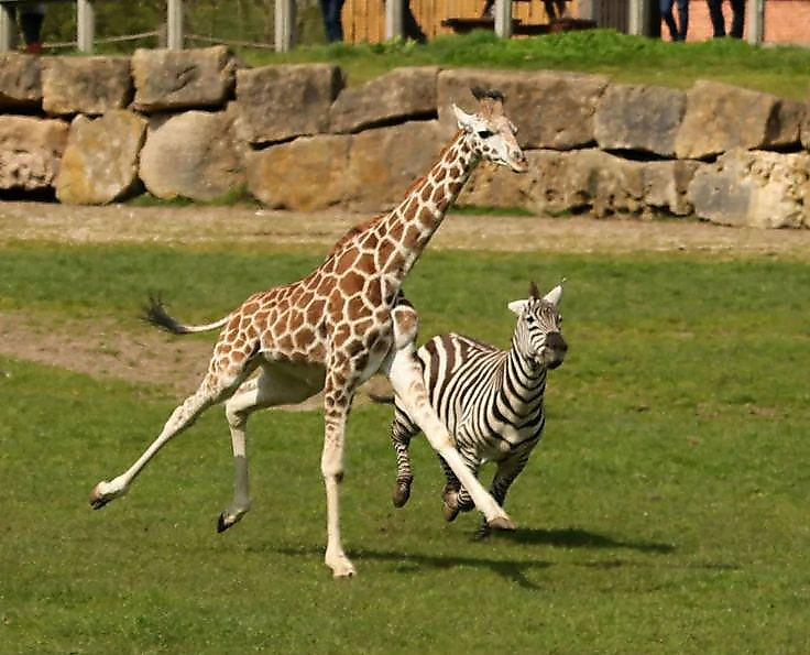 Детёныш жирафа и зебра устроили соревнование по бегу в британском сафари-парке