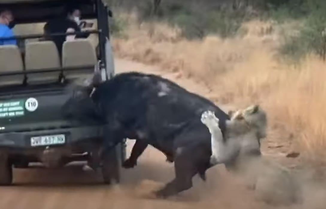 Дезориентированный буйвол, уходя от львов, врезался в автомобиль туристов в ЮАР - видео