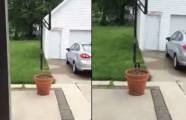Собака, скрывающаяся за цветочным горшком, удивила своего хозяина и 35 миллионов интернет пользователей (Видео)