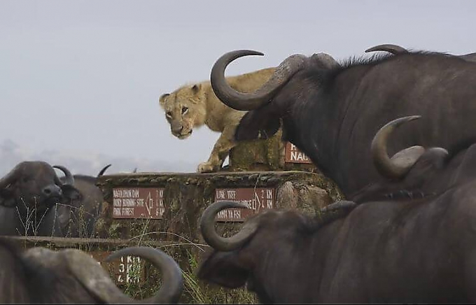Стадо буйволов окружило молодого льва в африканском заповеднике