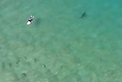 Сёрфер и акула, встретившись у побережья, испугались друг друга в Австралии ▶