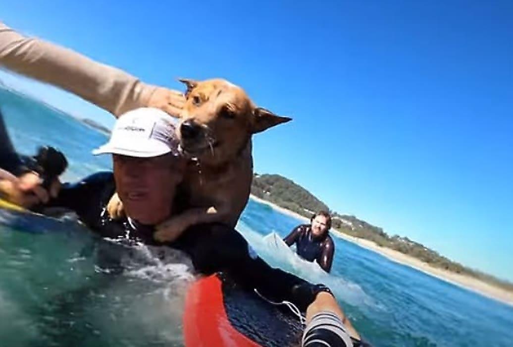 Сёрфер спас собаку, оказавшуюся за бортом лодки в Австралии
