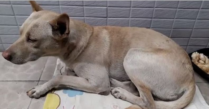 Верный пёс полгода ждал своего хозяина возле магазина на Тайване