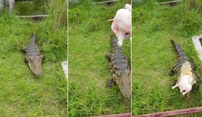 Владелец крокодила, при помощи свиста приучил своего питомца к дисциплине (Видео)