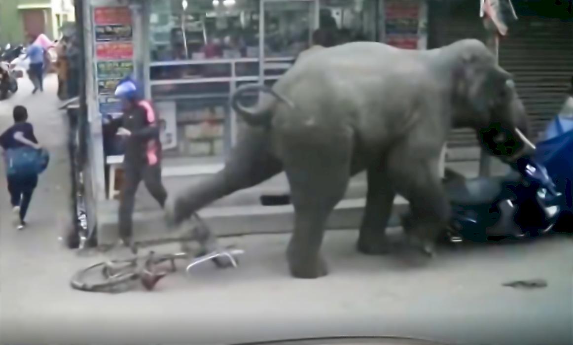 Злющий слон атаковал пешеходов и разбросал мопеды в Индии