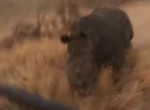 Агрессивный носорог устроил погоню за автомобилем с туристами в ЮАР ▶