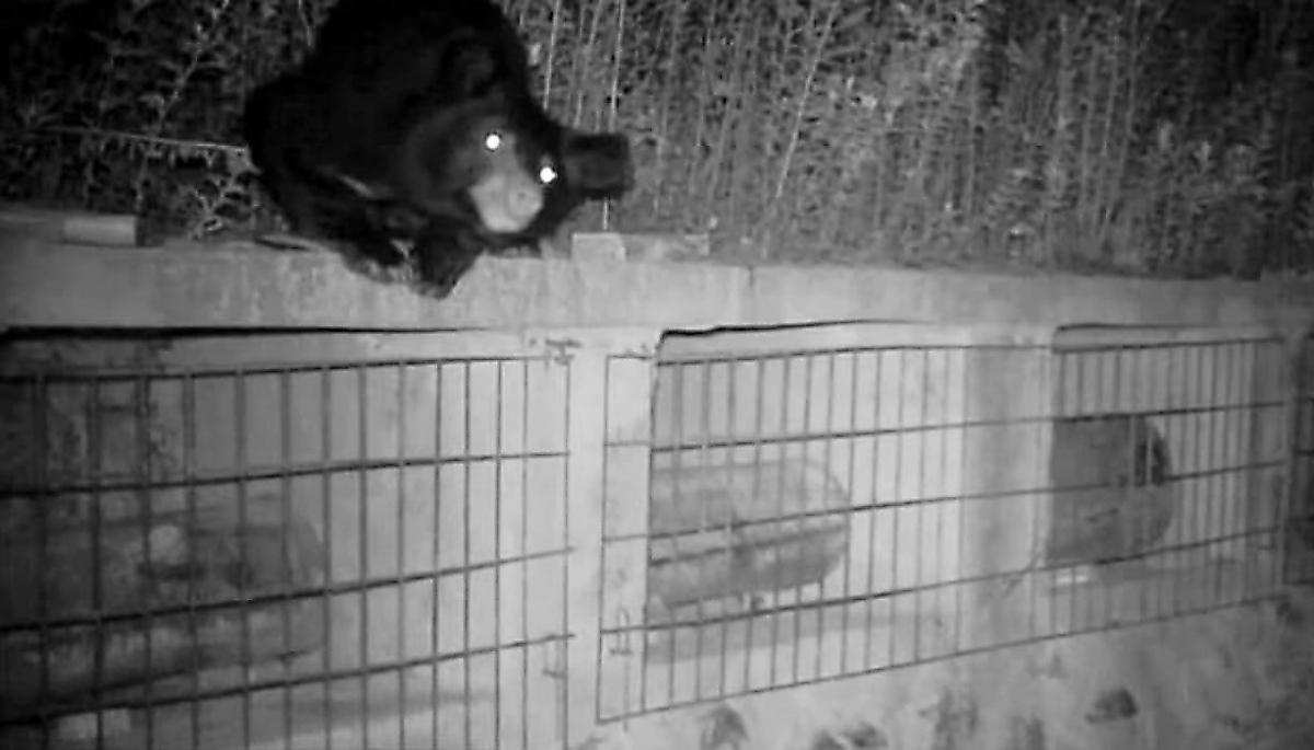 Осторожный медведь, своровавший мёд, попал на видео на китайской пасеке