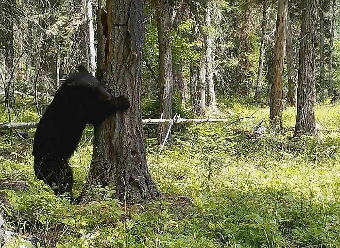 Медведь, учуяв насекомых, раскурочил трухлявое дерево в американском парке ▶