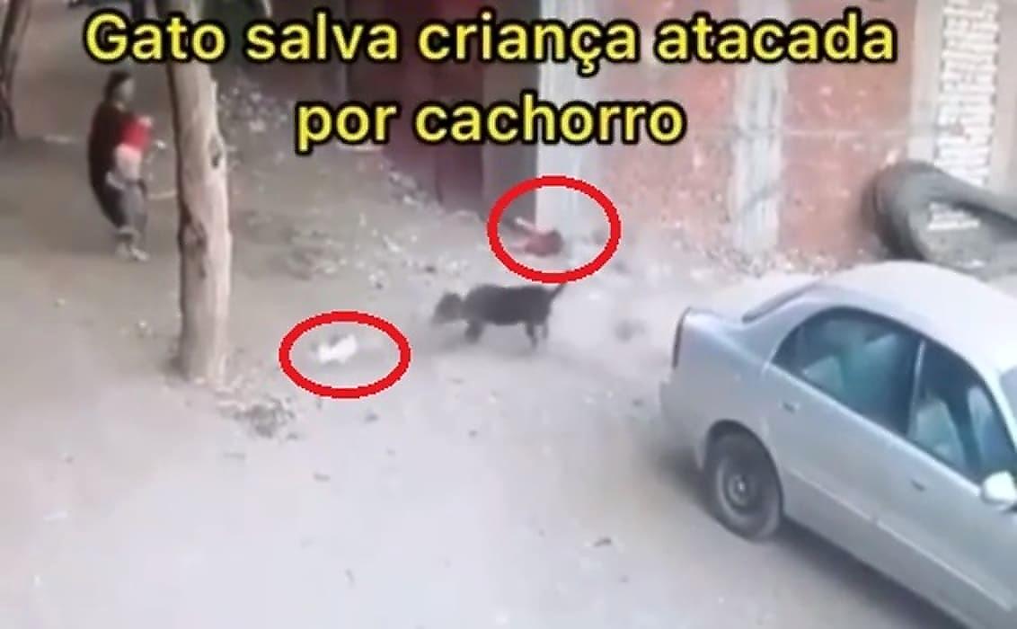 Отважная кошка спасла ребёнка от нападения грозного пса - видео