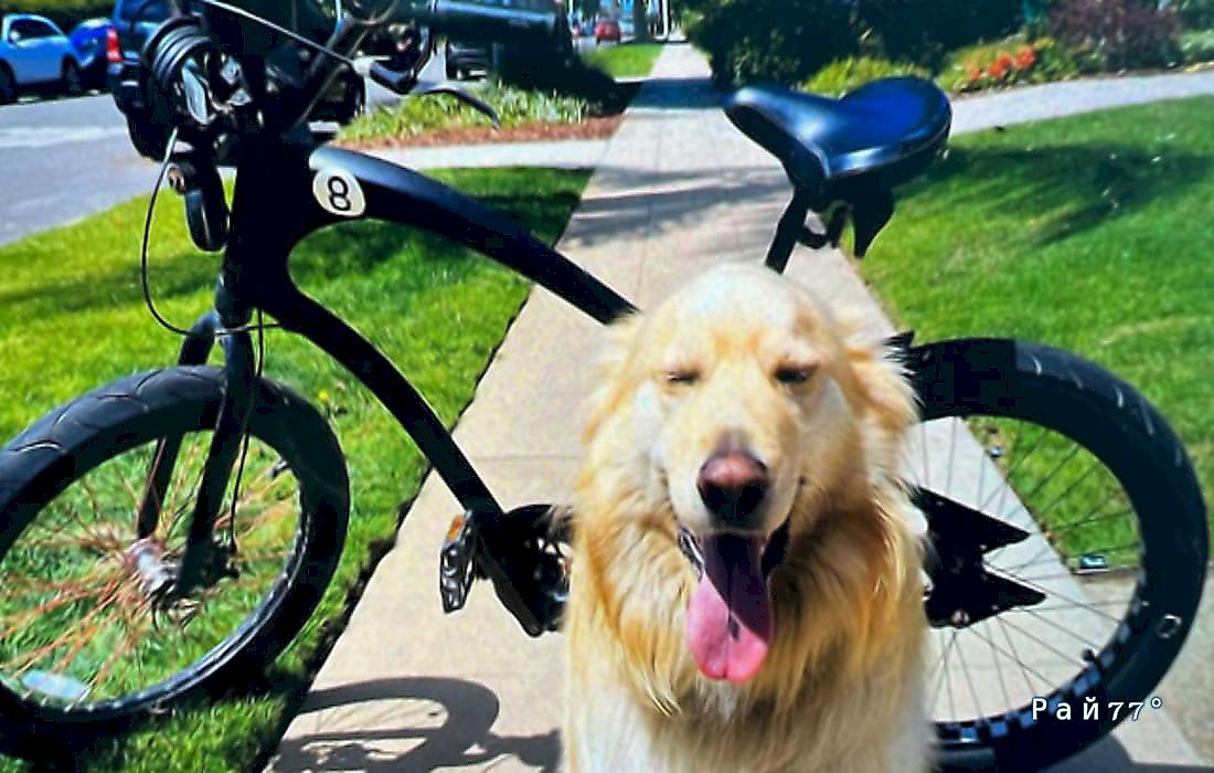 Пёс стащил велосипед и потревожил покой посетителей кафе