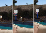 Ворона вывела на эмоции пса, который, облаивая незваную гостью, свалился в бассейн - видео