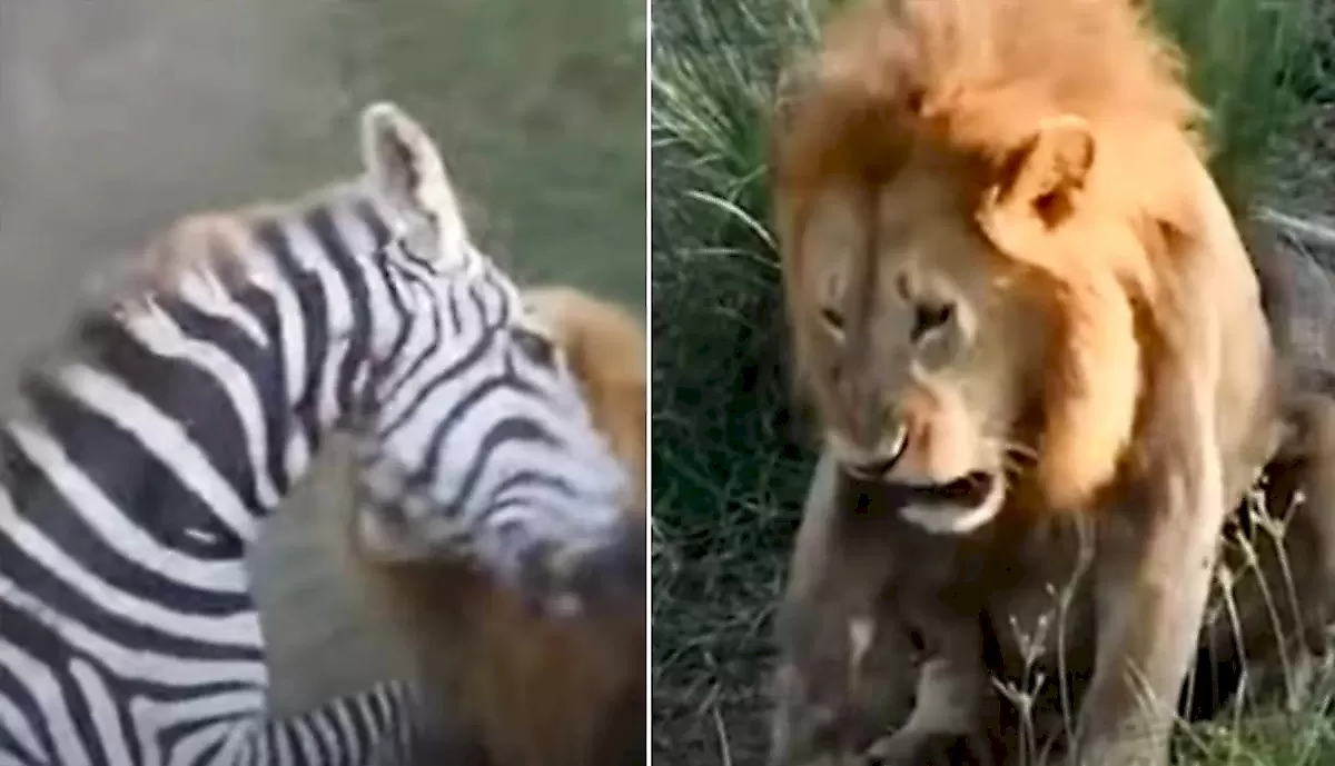 Зебра ускользнула ото льва к крокодилам и попала на видео в Кении