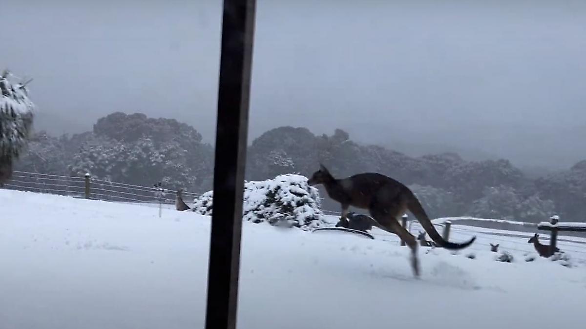 Прыгающих по снежному полю кенгуру запечатлели в Австралии