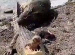 Крокодил атаковал самку, нарушившую его территорию в Австралии ▶