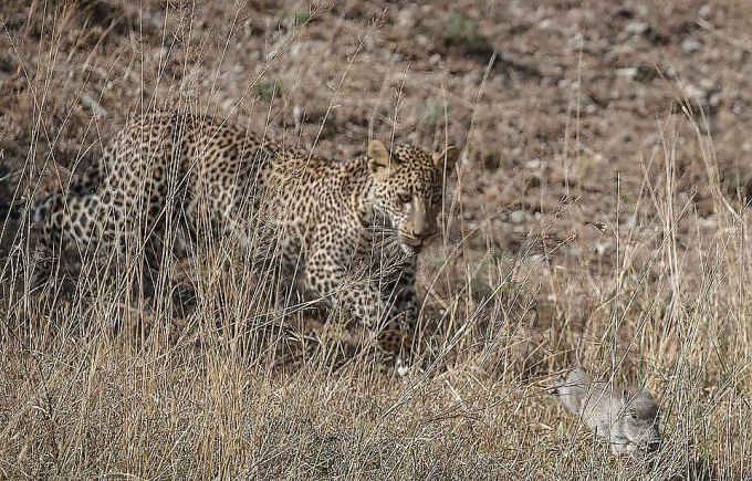 Леопард утащил двух детёнышей у дикой свиньи в Кении