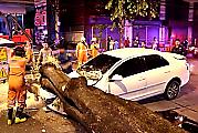 Массивное дерево лишило автомобиля пенсионеров в Таиланде