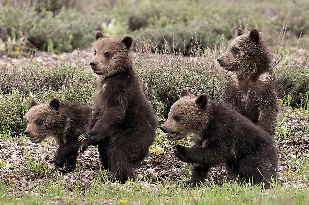 Медведица, родившая 17-го медвежонка, прославилась в американском заповеднике
