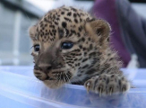 Момент воссоединения самки леопарда с заблудившимся детёнышем сняли в Индии
