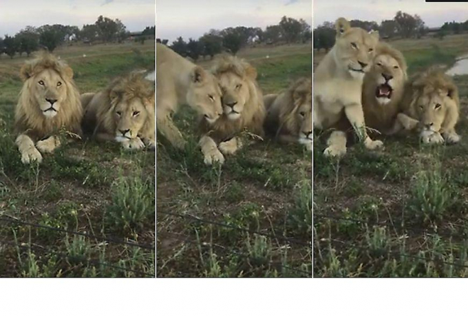 Наглая львица нарушила фотосессию своих братьев