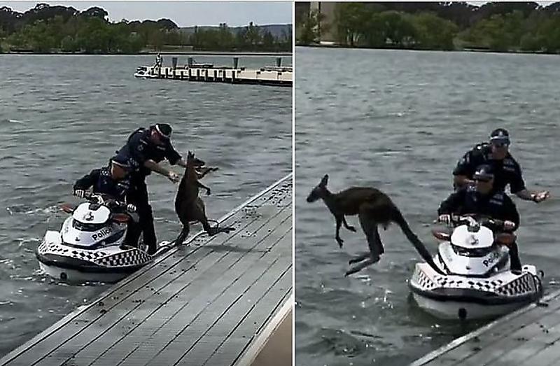 Полицейские спасали, спасали и наконец спасли упрямого кенгуру, не желающего покидать озеро в Австралии ▶