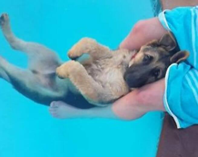 Расслабляющийся в бассейне пёс был запечатлён своей хозяйкой в ЮАР