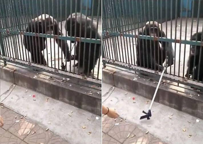 Шимпанзе вернул селфи-стик туристу, отняв его у своего наглого соплеменника (Видео)
