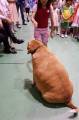 Школьникам запретили кормить разжиревшую собаку на Тайване (Видео) 1