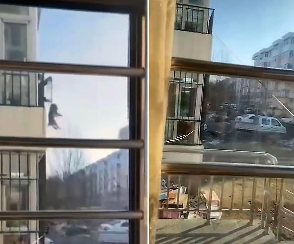 Сидящие на карантине китайцы, выгуливают своих питомцев прямо с балконов