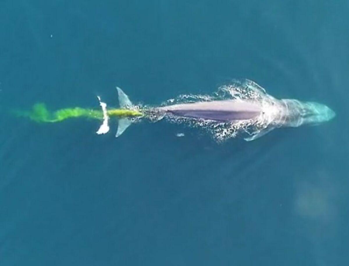 Синий кит удивил учёных цветом своих выделений ▶