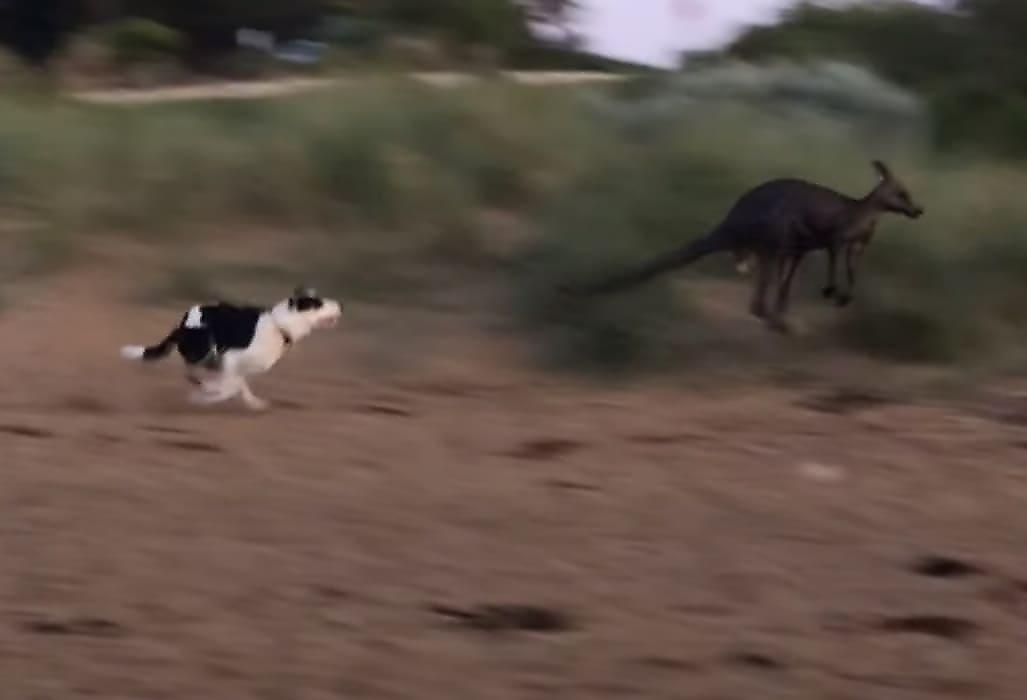 Собаки устроили погоню за кенгуру на австралийском пляже