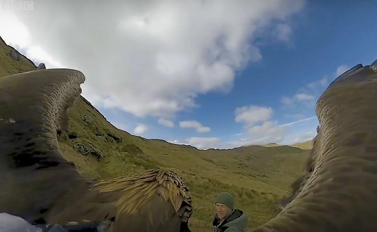 Золотой орёл с 360-градусной камерой «на борту» запечатлел свою среду обитания в Шотландии