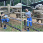 Игривый слонёнок отвлёк маляра от работы в тайском питомнике (Видео)