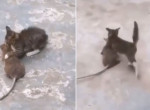 Котёнок не испугался огромной крысы и уволок её на глазах у опешившего туриста - видео