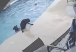 Пёс не оставил в беде тонущего сородича и нырнул в бассейн, чтобы спасти друга (Видео)